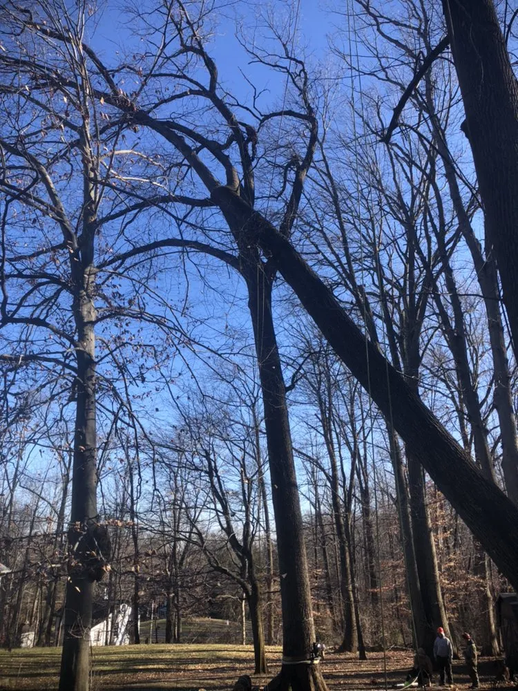 Local landscape installation in Hamilton Township, NJ - The Tree Guy