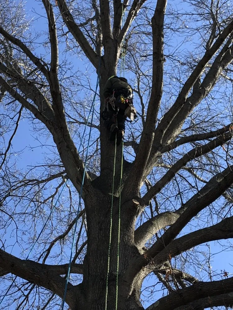 Local yard cleanup service in Hamilton Township, NJ by The Tree Guy