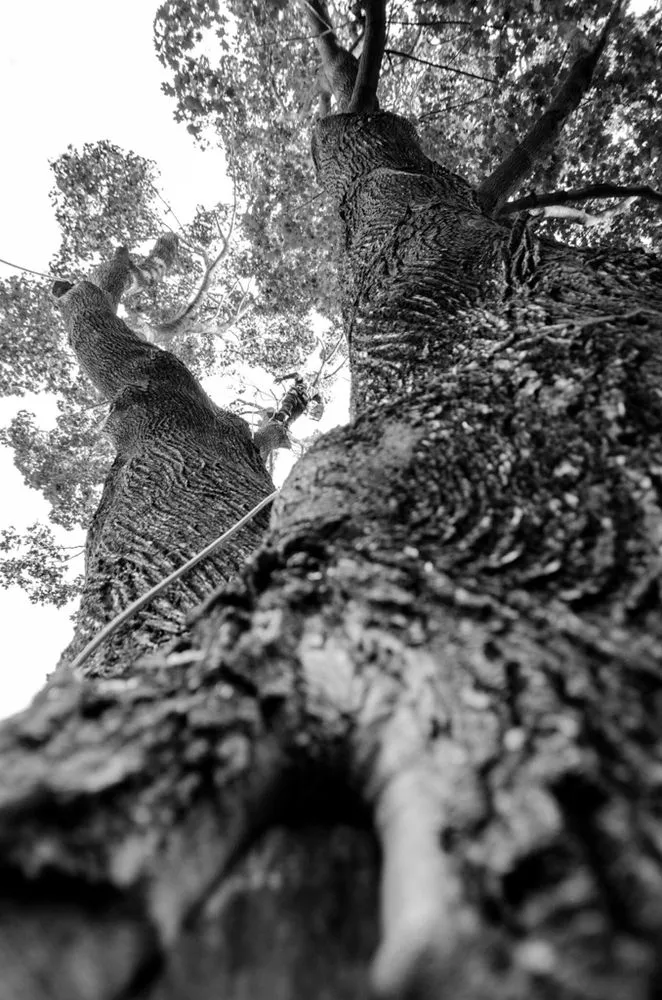 Local landscape design for outdoor upgrades across Hamilton Township, NJ - The Tree Guy