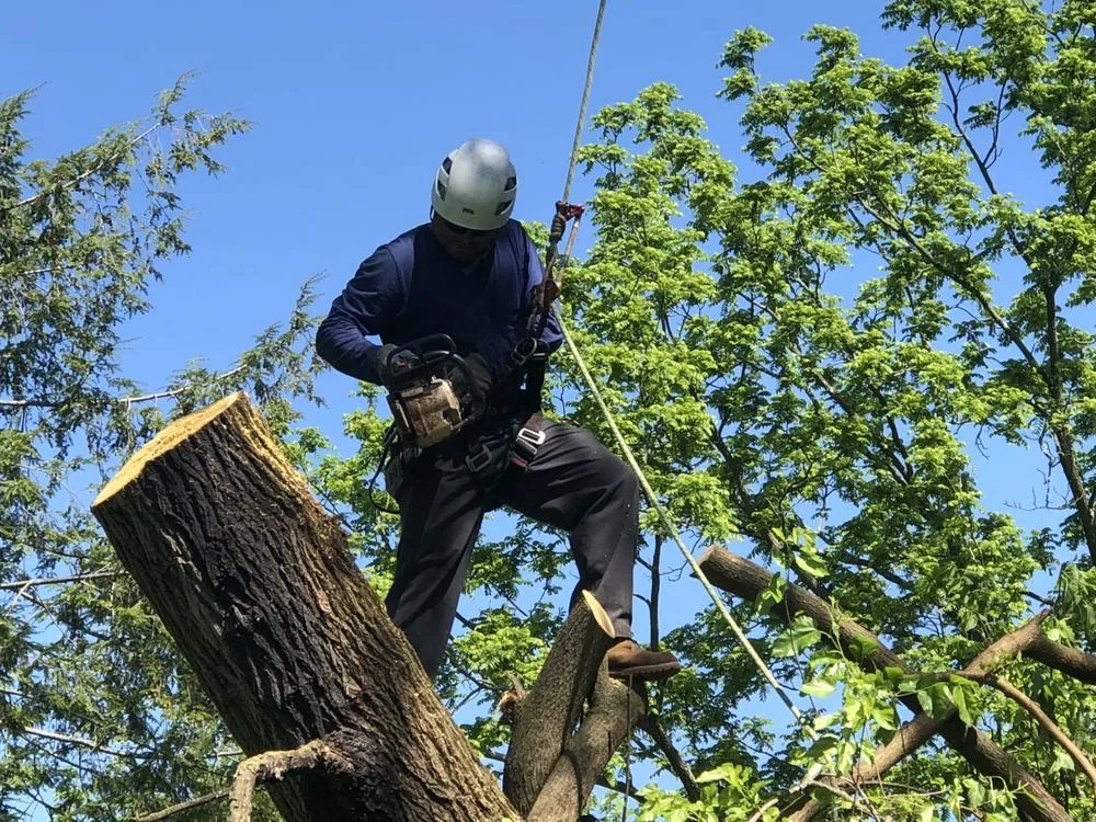 Trusted lawn mowing service for homes across Hamilton Township, NJ - The Tree Guy