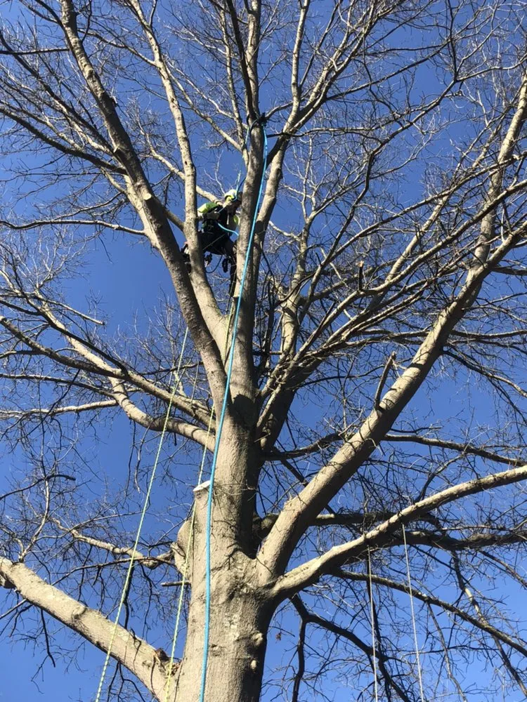 Reliable lawn mowing service for year-round maintenance in Hamilton Township, NJ by The Tree Guy