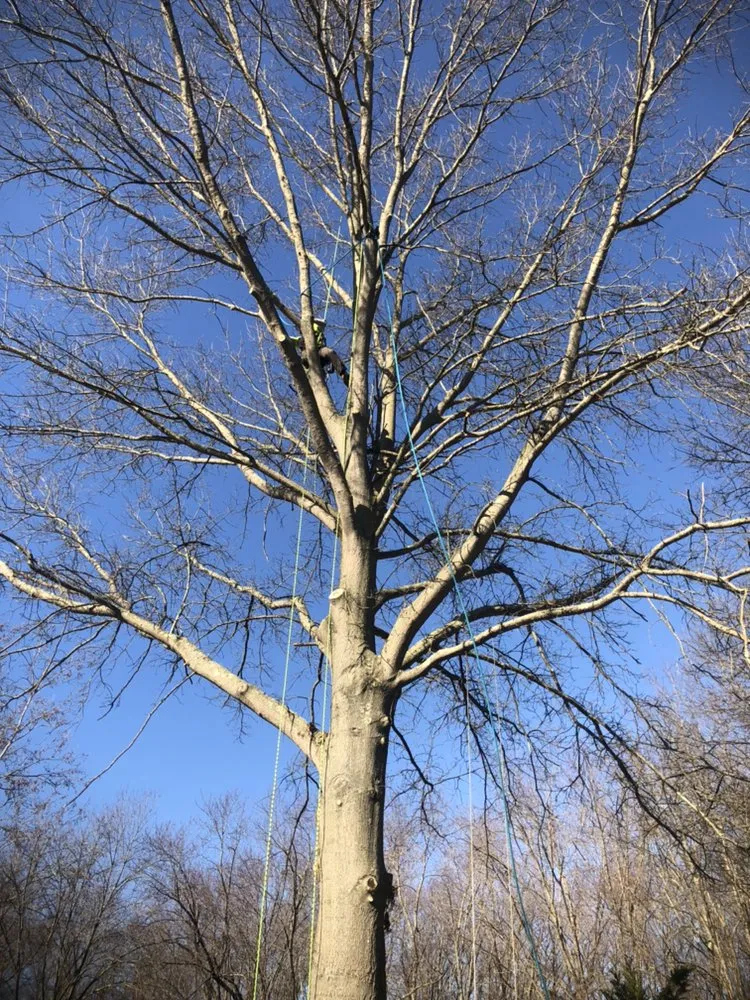 Reliable landscape installation near you in Hamilton Township, NJ by The Tree Guy