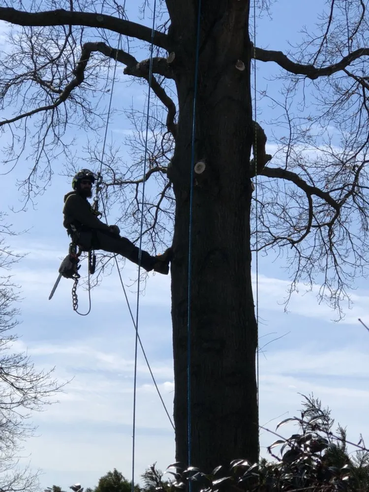 Expert outdoor landscaping in Hamilton Township, NJ - The Tree Guy