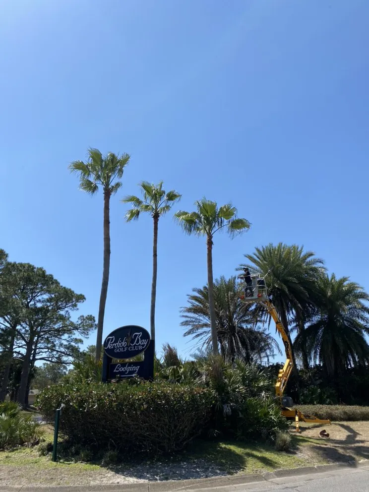 Top-rated landscaping services for outdoor upgrades across Pensacola, FL - The Tree Guy