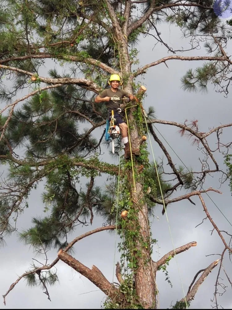 Professional yard cleanup service in Pensacola, FL - The Tree Guy