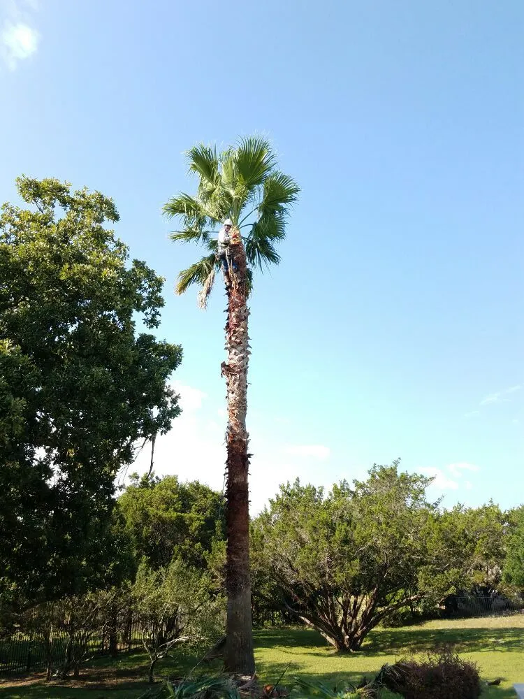 Professional lawn mowing service for outdoor upgrades across Buda, TX - The Tree Guys