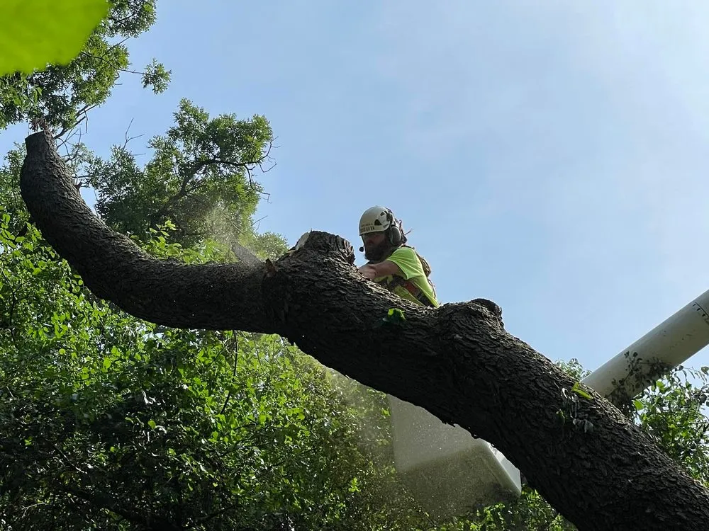 Affordable landscaping services near you across Genoa City, WI - The Tree Guys