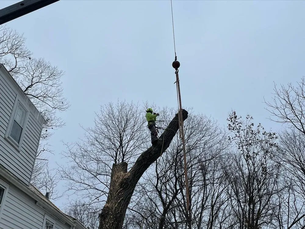 Affordable residential landscaping experts serving Genoa City, WI - The Tree Guys