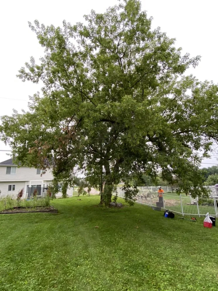 Top-rated lawn care service in Grand Blanc, MI by The Tree Meister