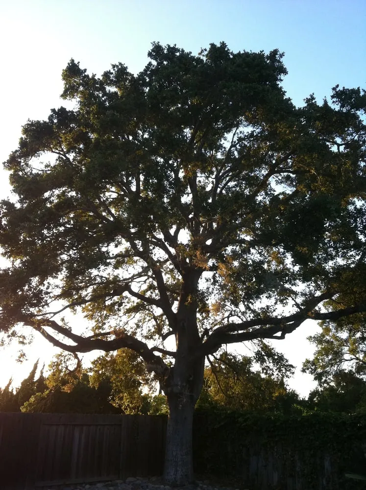 Custom lawn mowing service in Santa Monica, CA - The Tree Men