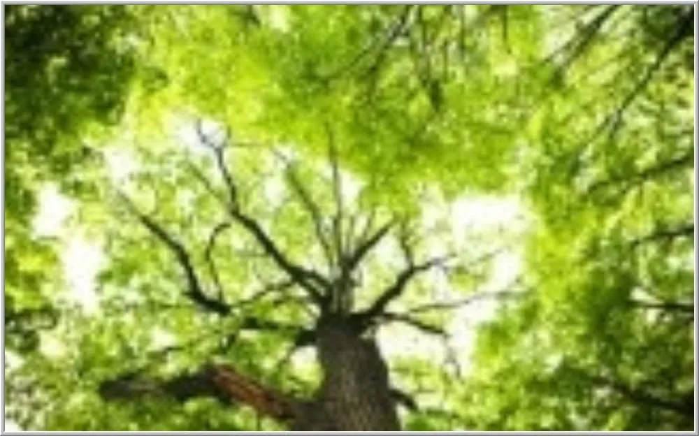 Expert residential landscaping in Santa Monica, CA - The Tree Men