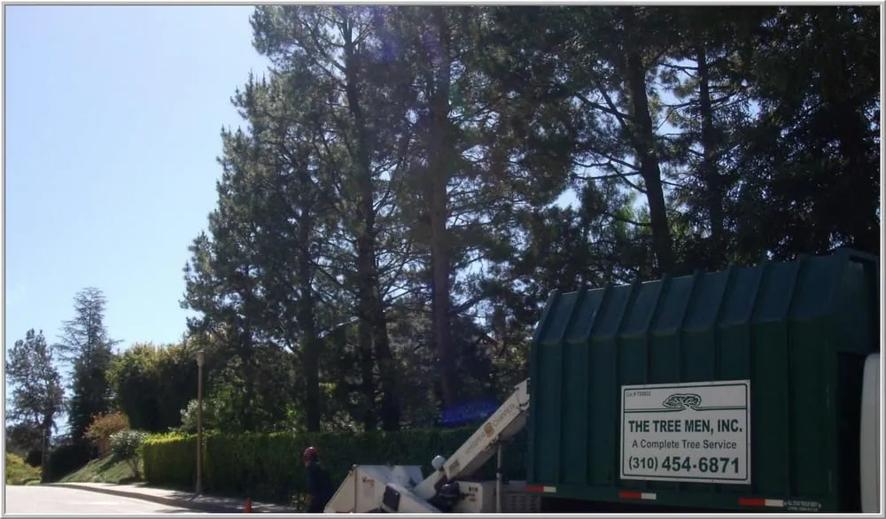 Professional yard maintenance experts serving Santa Monica, CA - The Tree Men