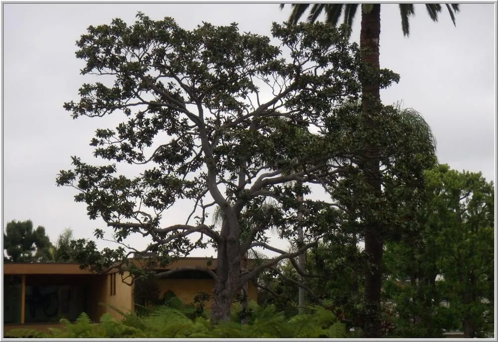 Trusted yard cleanup service in Santa Monica, CA by The Tree Men