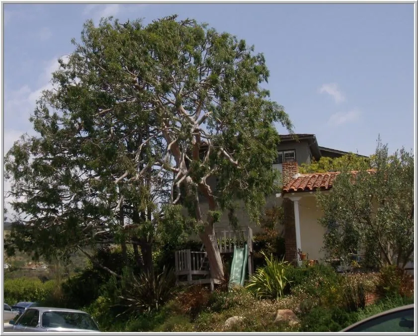 Professional yard maintenance near you in Santa Monica, CA by The Tree Men