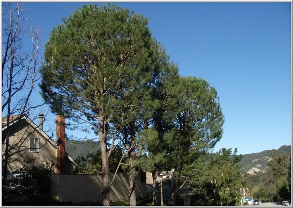 Expert outdoor landscaping for beautiful yards in Santa Monica, CA by The Tree Men