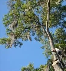 Trusted landscaping services for residential properties across Santa Monica, CA - The Tree Men