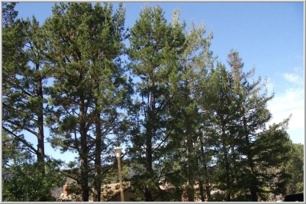 Top-rated lawn care service for residential properties in Santa Monica, CA by The Tree Men