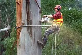 Reliable yard cleanup service in Santa Monica, CA - The Tree Men