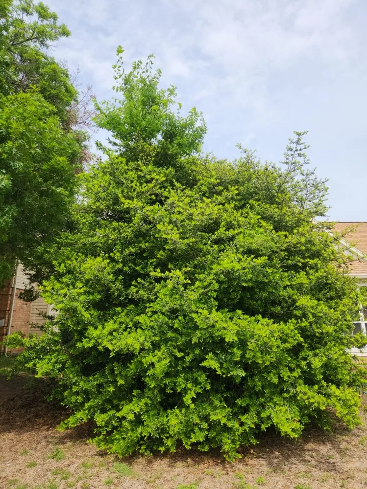 Custom lawn mowing service in Richardson, TX by The Tree Musketeers of North Texas