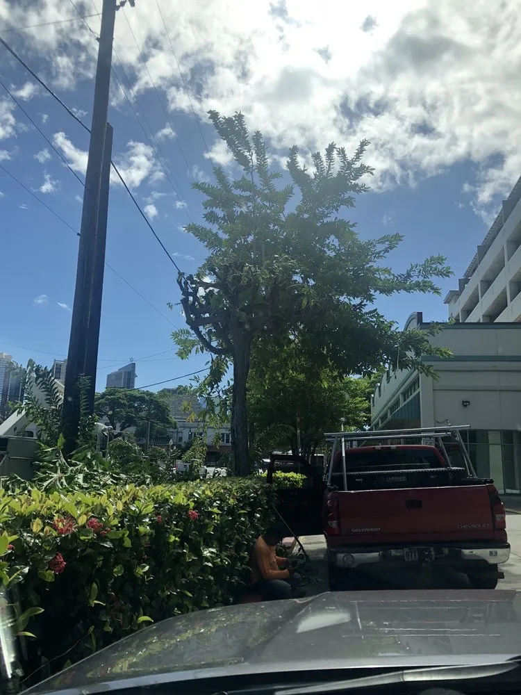 Professional residential landscaping for year-round maintenance across Honolulu, HI - The Tree People
