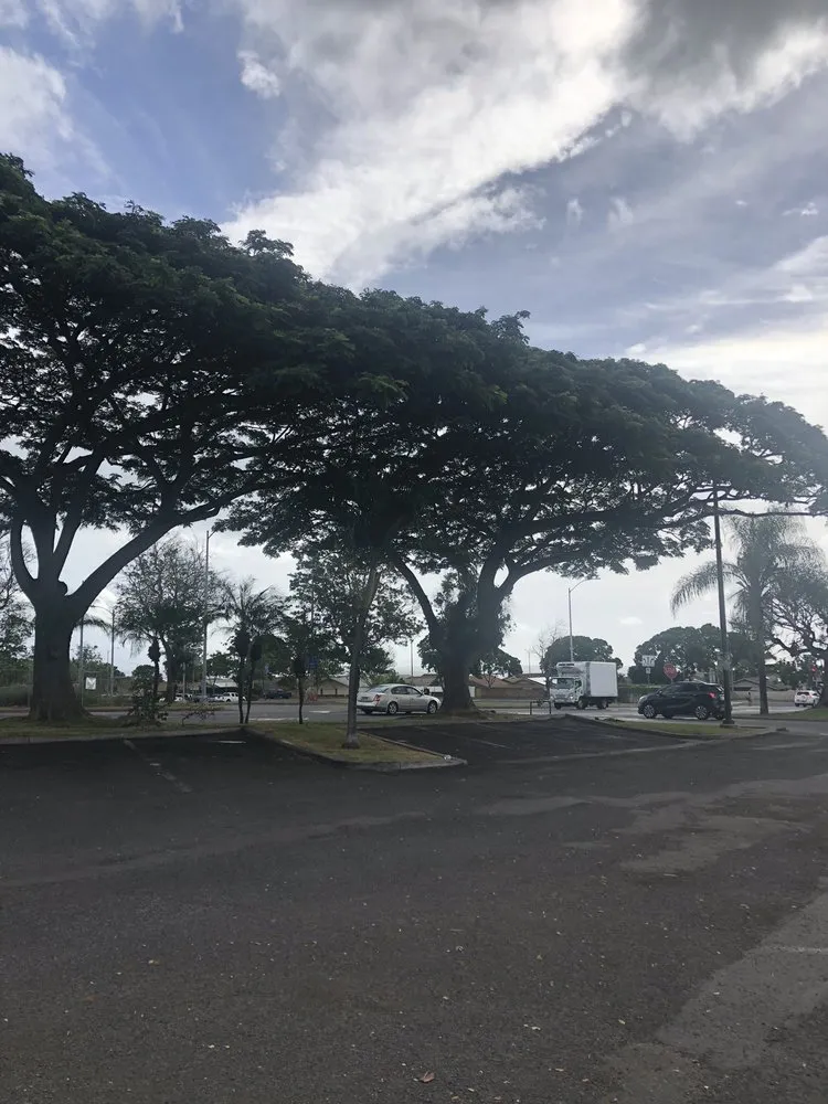 Affordable landscape design near you across Honolulu, HI - The Tree People