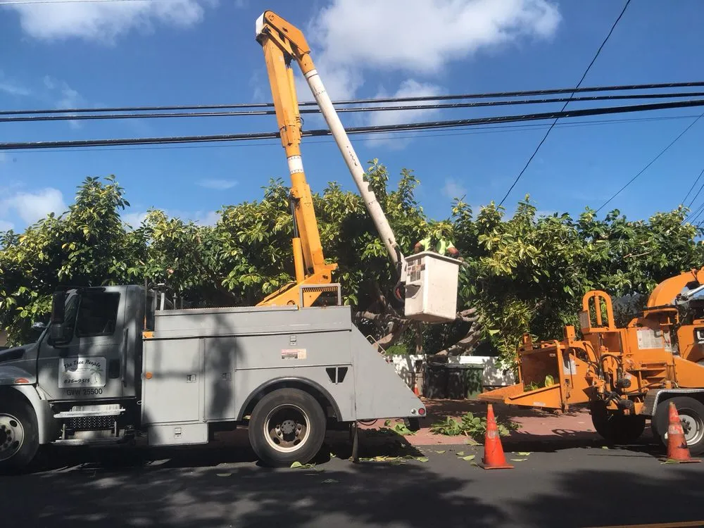 Professional landscape design in Honolulu, HI - The Tree People