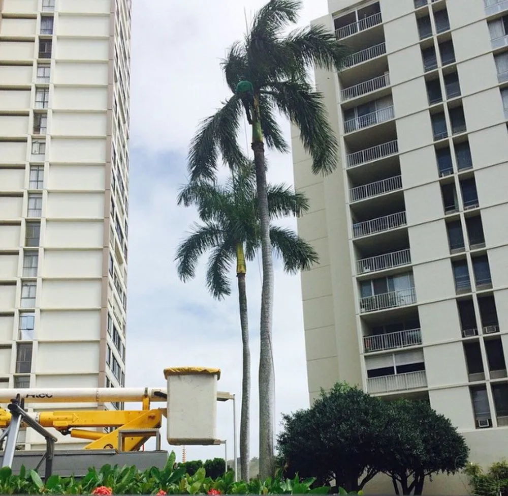 Top-rated residential landscaping in Honolulu, HI by The Tree People