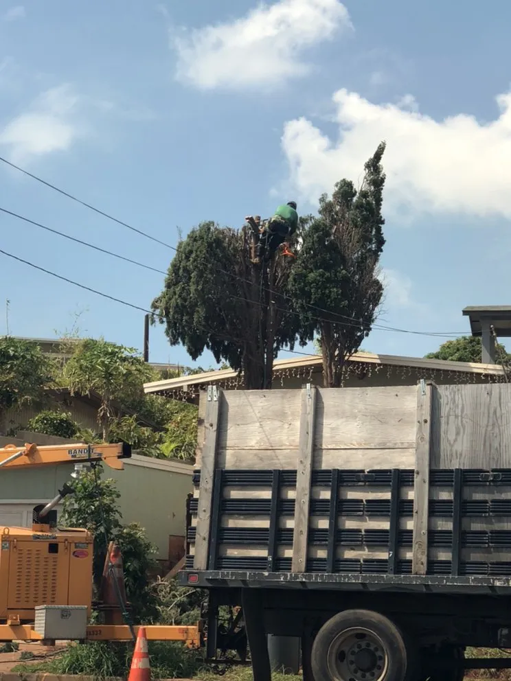 Local outdoor landscaping in Honolulu, HI by The Tree People