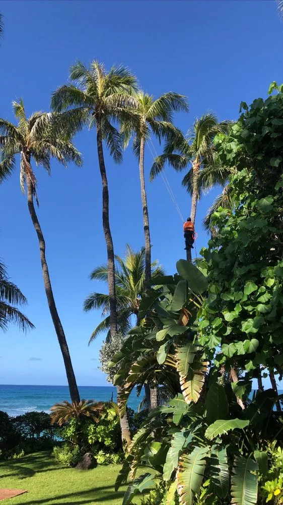 Local yard cleanup service in Honolulu, HI by The Tree People