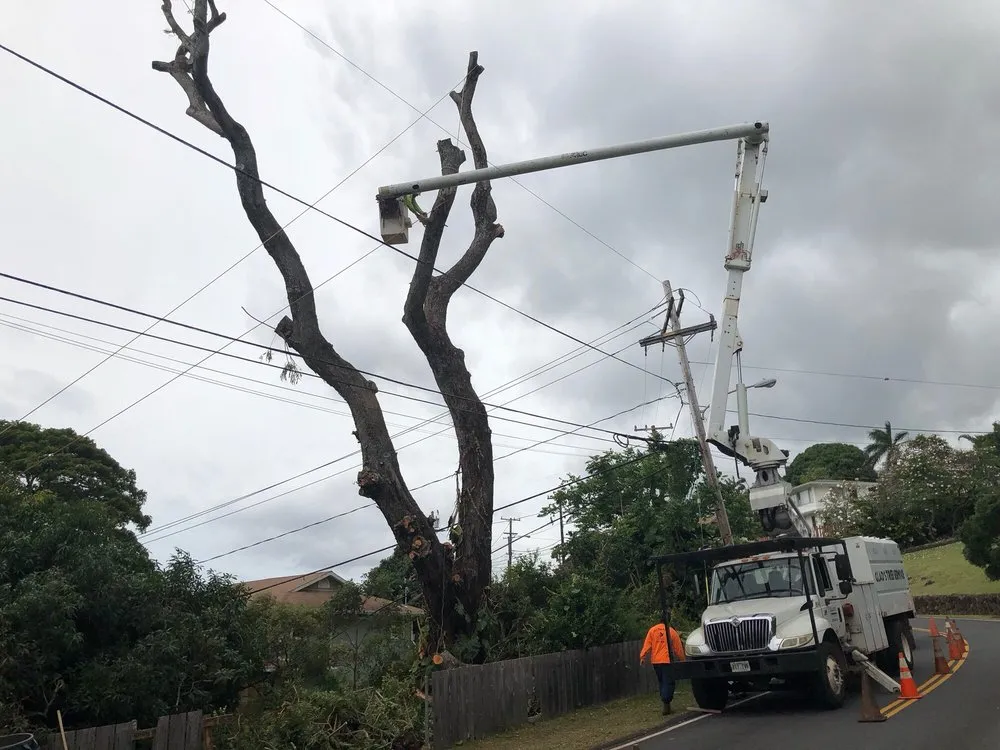 Top-rated residential landscaping in Honolulu, HI by The Tree People