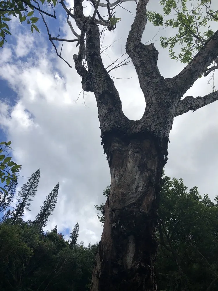 Trusted yard cleanup service with custom design across Honolulu, HI - The Tree People