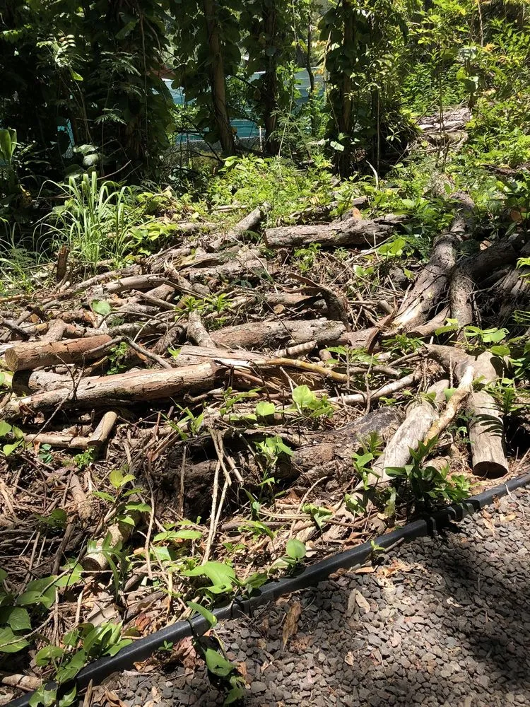 Top-rated outdoor landscaping experts serving Honolulu, HI - The Tree People