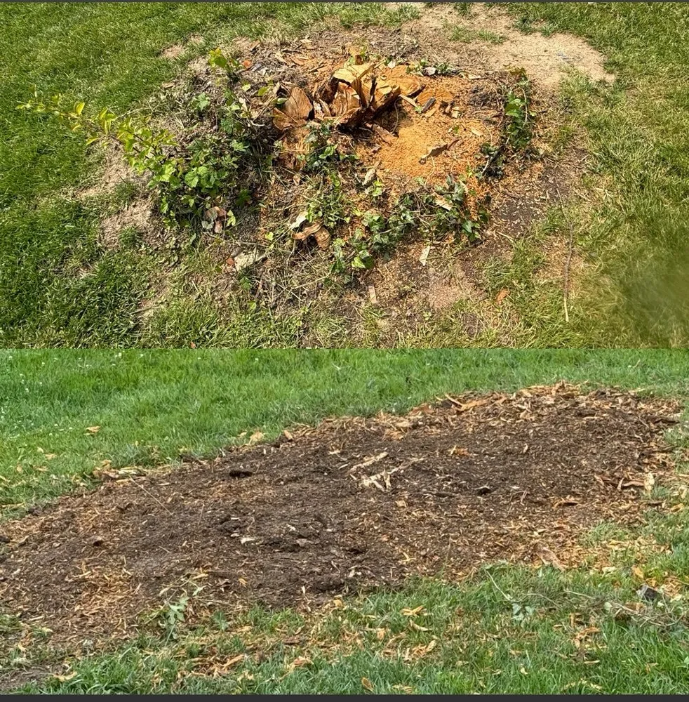 Trusted yard cleanup service for residential properties across Pasadena, MD - The Tree People