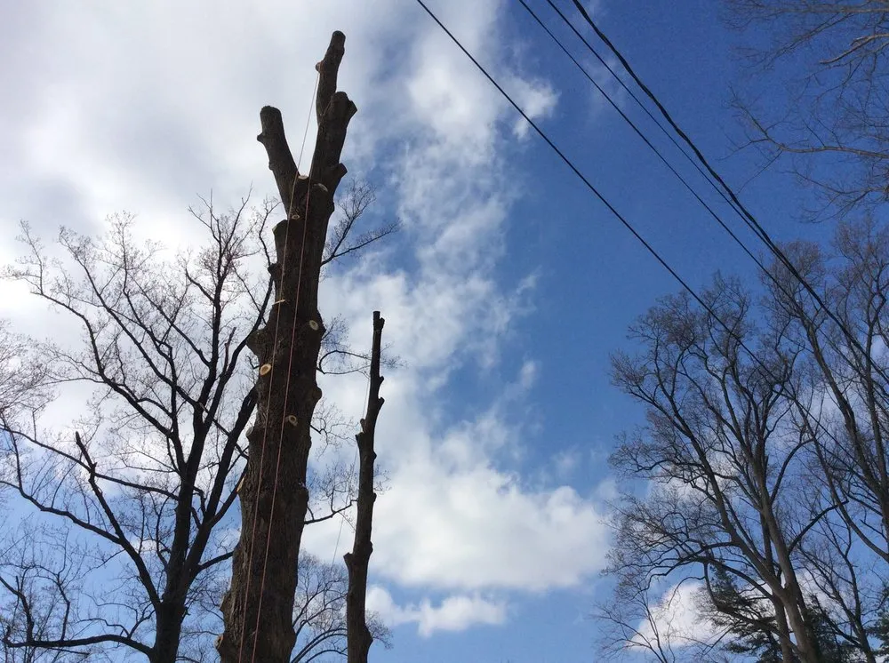 Top-rated residential landscaping in Pasadena, MD - The Tree People