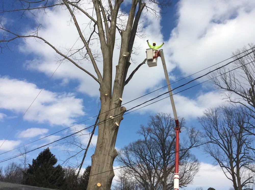 Reliable lawn mowing service in Pasadena, MD by The Tree People
