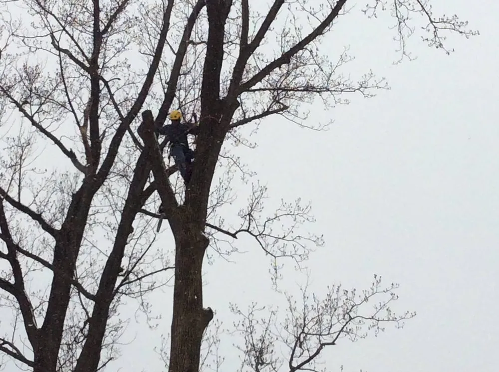 Affordable lawn mowing service in Pasadena, MD - The Tree People