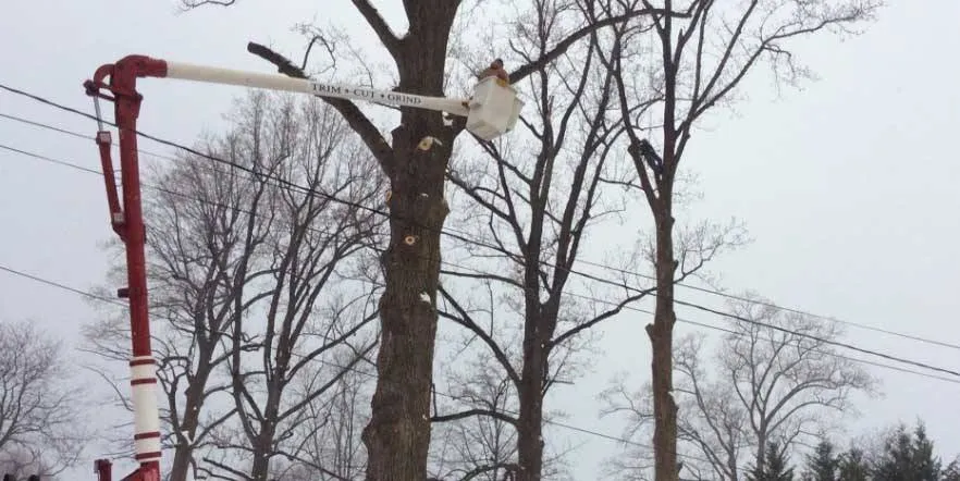 Expert landscape installation for beautiful yards in Pasadena, MD by The Tree People
