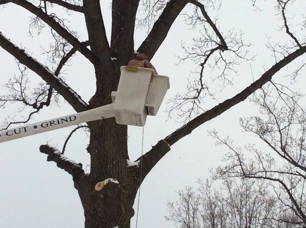 Custom lawn care service experts serving Pasadena, MD - The Tree People