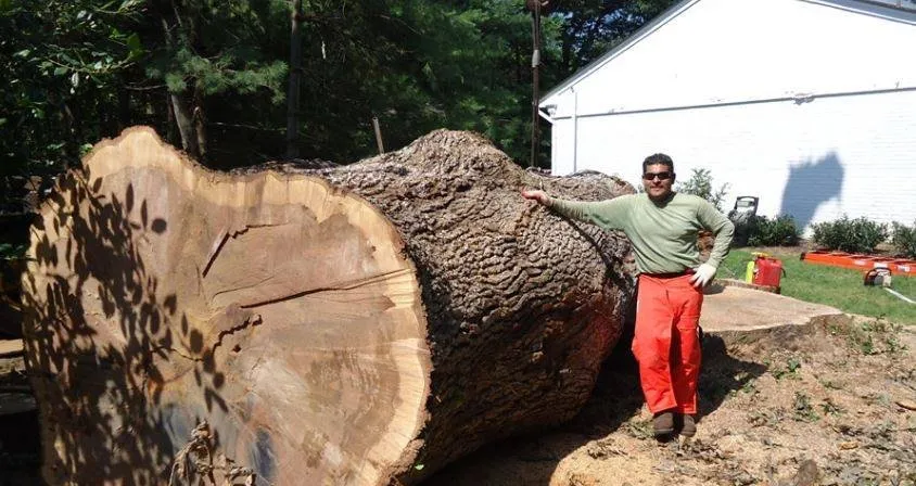 Expert lawn mowing service experts serving Pasadena, MD - The Tree People