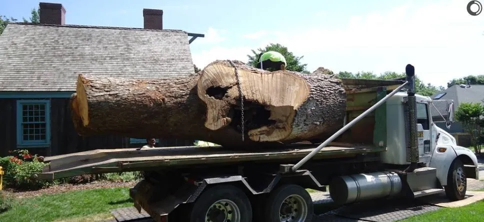 Top-rated outdoor landscaping in Pasadena, MD by The Tree People