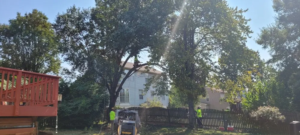 Custom landscaping services in Pasadena, MD - The Tree People