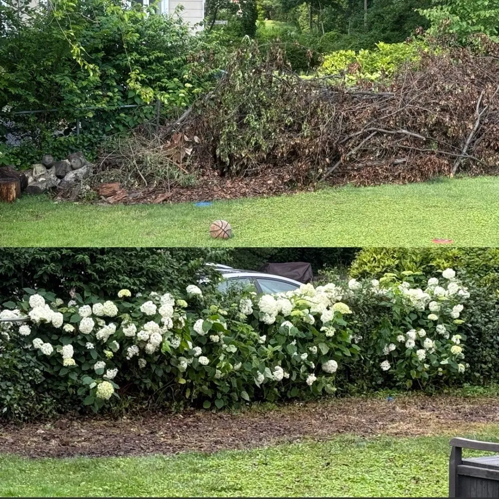 Top-rated lawn mowing service for residential properties in Pasadena, MD by The Tree People