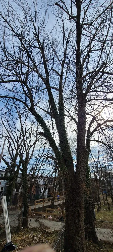 Custom yard cleanup service with custom design in Pasadena, MD by The Tree People