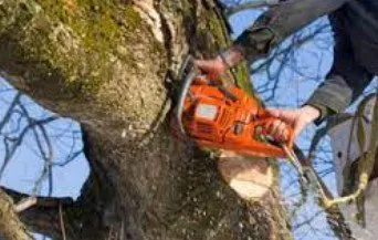 Local garden landscaping for beautiful yards in Yulee, FL by The Tree Pros