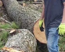 Professional landscape design in Yulee, FL by The Tree Pros