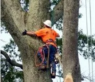 Trusted lawn care service in Yulee, FL - The Tree Pros