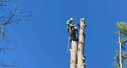 Custom lawn mowing service in Yulee, FL - The Tree Pros