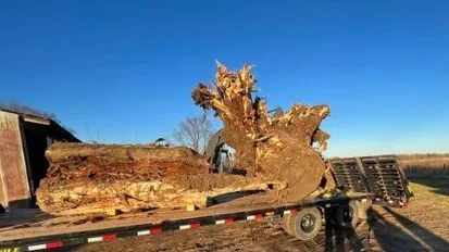 Top-rated yard cleanup service in Yulee, FL by The Tree Pros