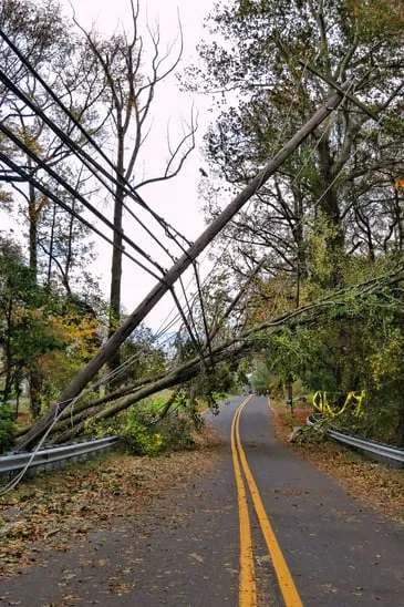 Custom landscape installation in Saint Cloud, FL - The Tree Service Company