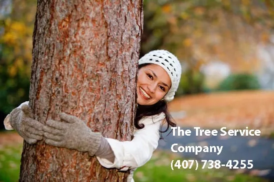 Custom yard maintenance in Saint Cloud, FL - The Tree Service Company